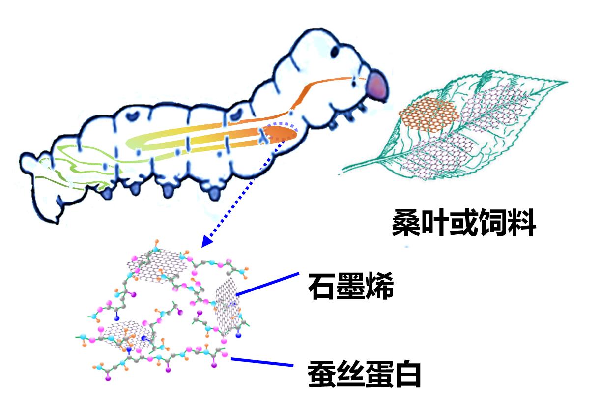 05喂食法制备石墨烯蚕丝纤维（房山放量生产）1.jpg